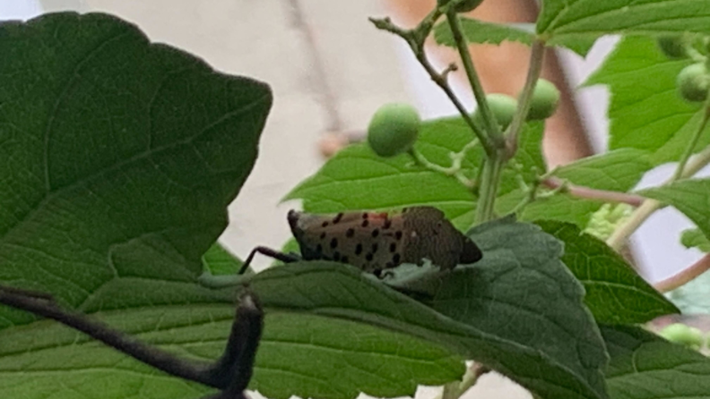 A spotted lanternfly sits on a leaf with its wings blasted apart.