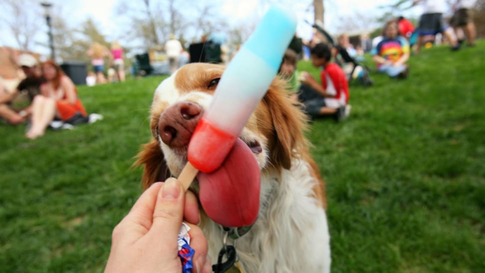 A dog licks a red, white, and blue popsicle held by their own in a park filled with people