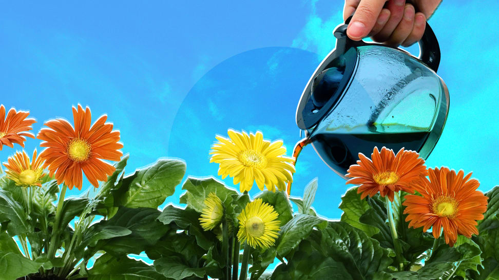 A hand holding a coffee pot pouring coffee on flowers