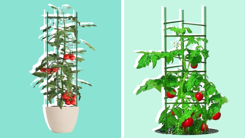 On the left, tomatoes grow out of a pot in a cage.  Close-up of tomatoes on a cage at right.