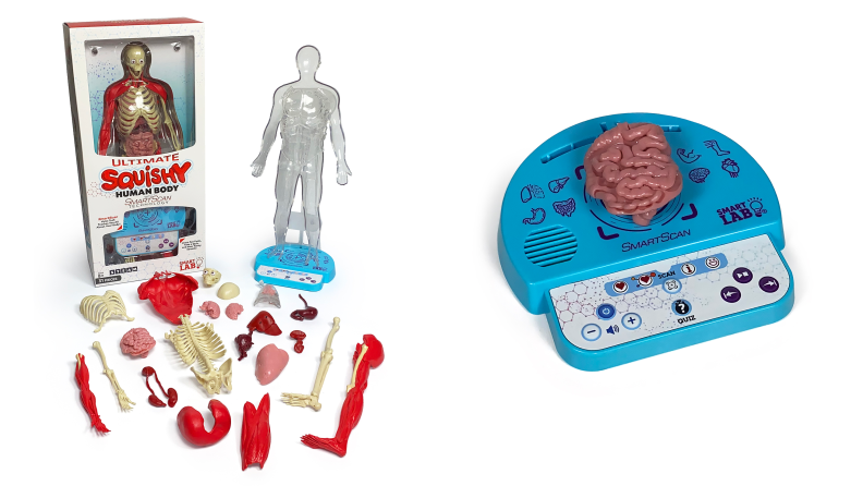 On the right: A human body toy with lots of organs. On the left: A toy brain on a SmartScanner.