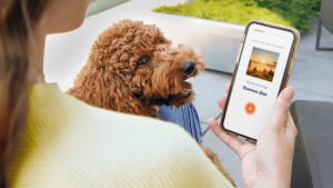 User on Babbel app with dog looking up at user.