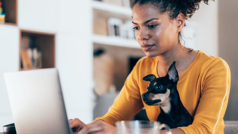 A young woman is using her laptop while a chihuahua sits on her lap.