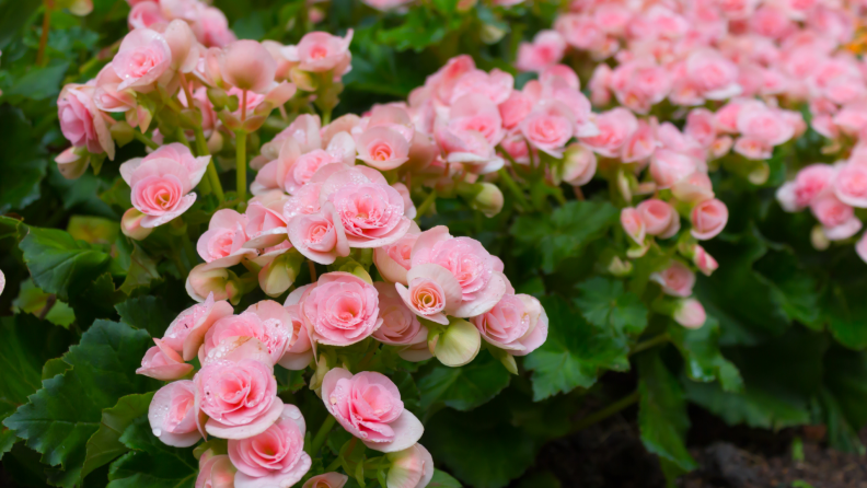 Pink begonia flowers planted in ground