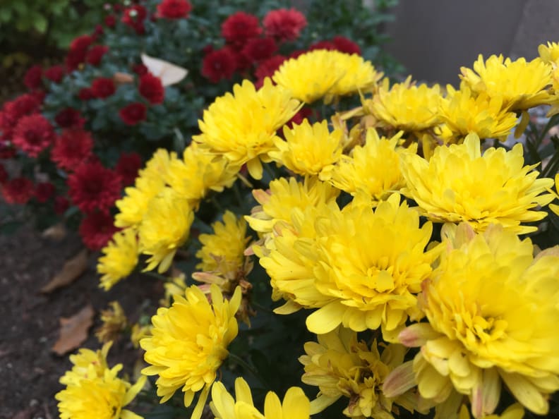Fall flowers as shot by the iPhone 6s Plus