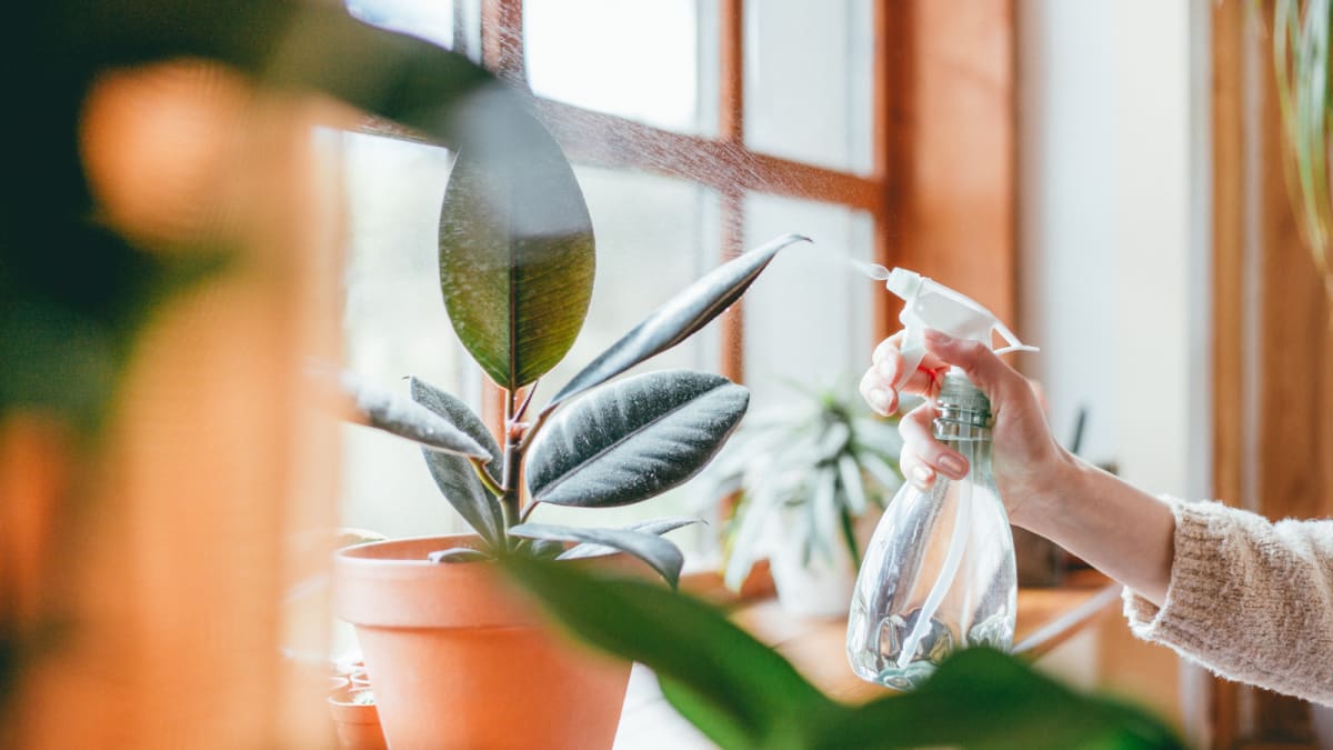 These are the 5 biggest mistakes people make with their houseplants