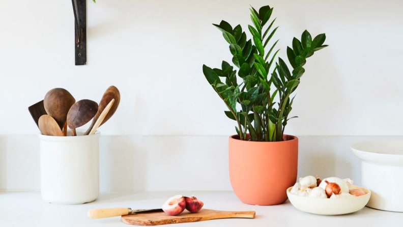 Close up of a countertop with utensils and a houseplant.