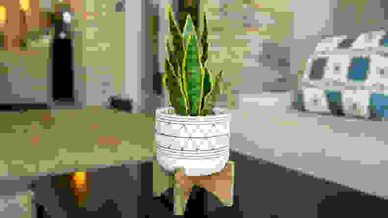 A faux snake plant from Home Depot, one of the best places to buy artificial plants.
