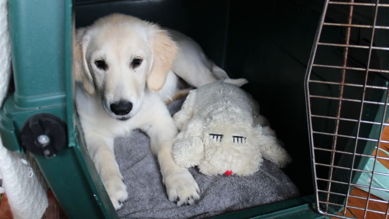 Snuggle Pup