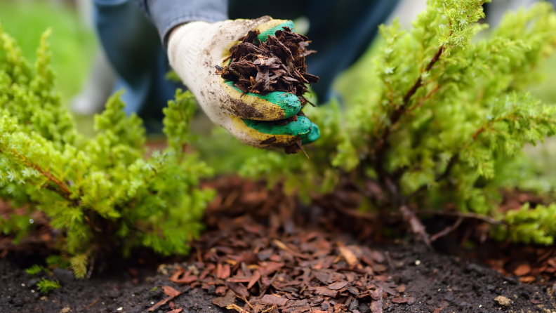 Mulching shrubs