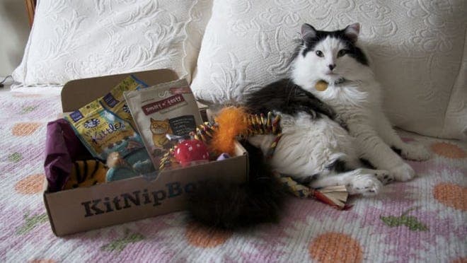 a cat curled up next to the kitnip box on a bed