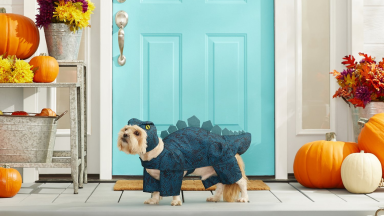Dog in a dinosaur outfit in front of a door
