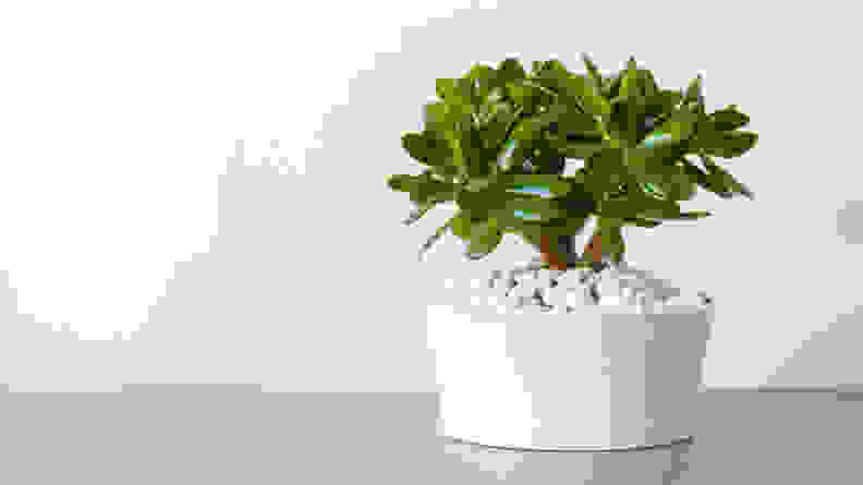 houseplant Crassula ovata jade plant money tree in white pot, a toxic plant for cats and dogs.