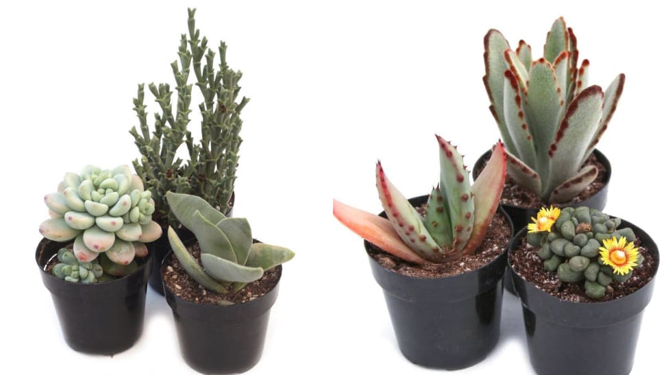 Leaf-cLAY-Subscription