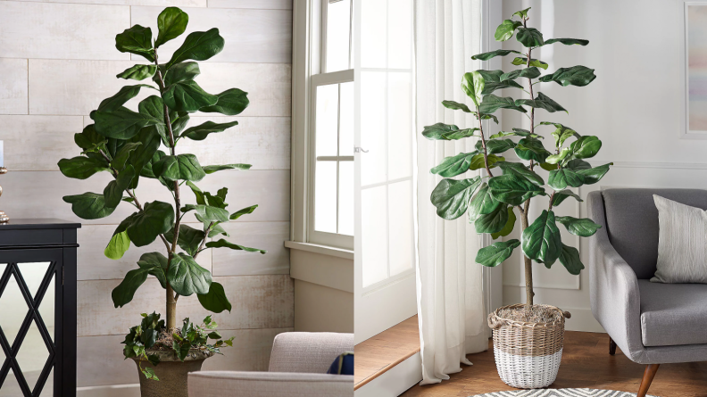 Left, right: Fake fiddle leaf plant next to window in home.