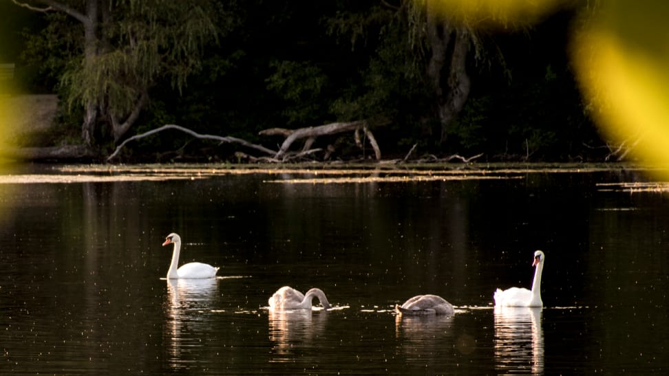 Swans