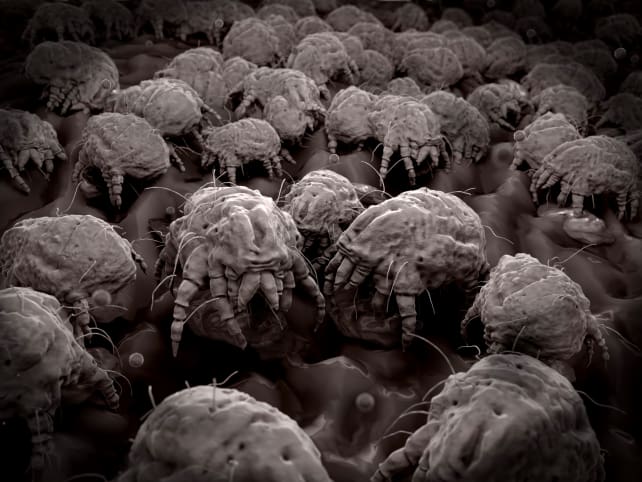 dust mites in pillows