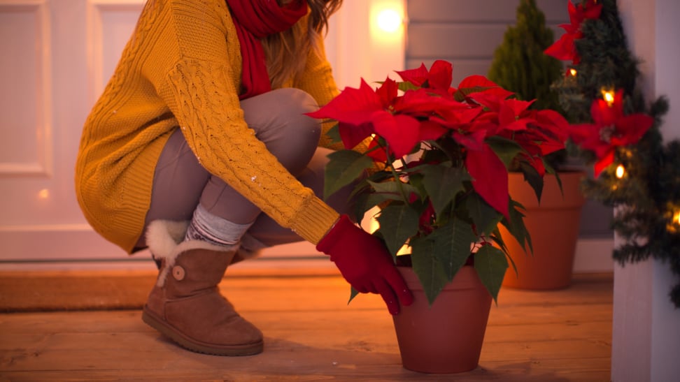 Decorating with poinsettia on the porch