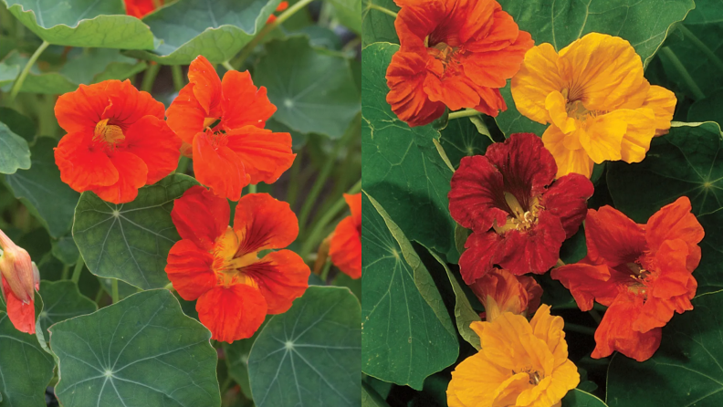 Yellow, orange and red nasturtiums planted outdoors.