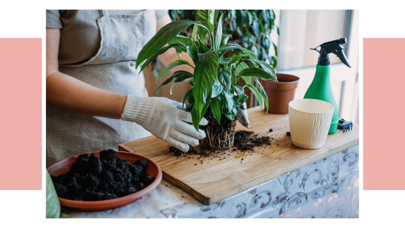 Person wearing gardening gloves repotting plant.