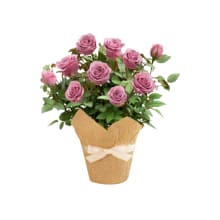 Product image of Lovely Lanvender Rose