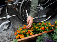 Person leaning over in their wheelchair to tend to orange flowers on ground.