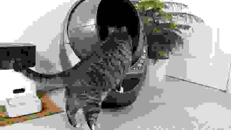 Cat using Litter Robot 3