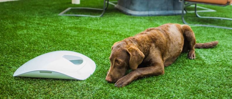 Feed and Go Pet Feeder