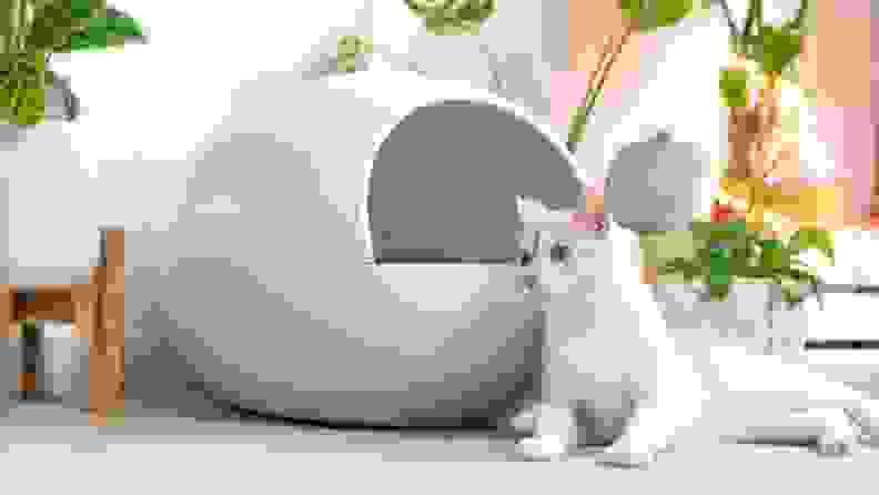 A white cat lays next to the white, egg-shaped ChillX litter box that's surrounded by houseplants
