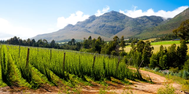 South African Hop Field