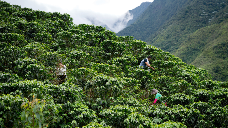 Three coffee pickers are working on a coffee plantation, potentially during a harvesting season.