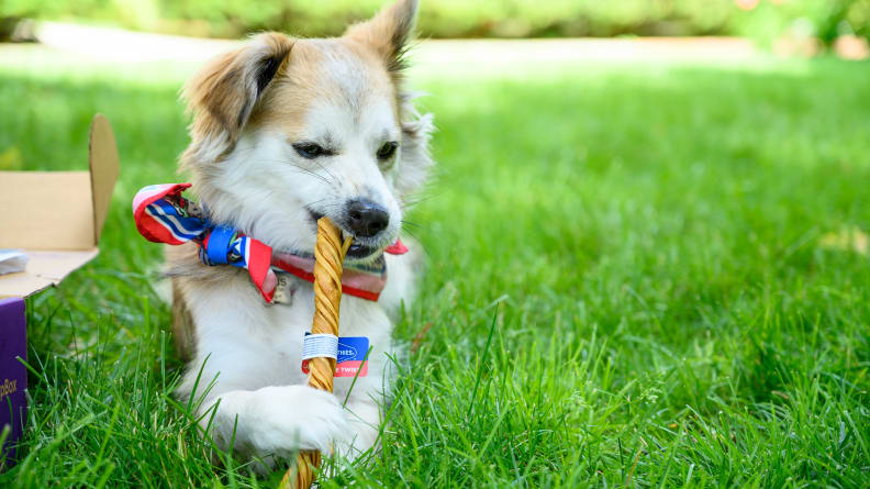 A cute dog eating a dog treat