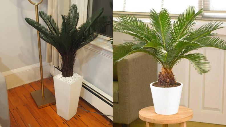 Real vs Fake Plants For The Workplace – Nearly Natural