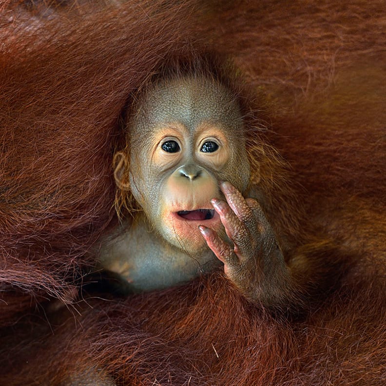 baby-orang.jpg