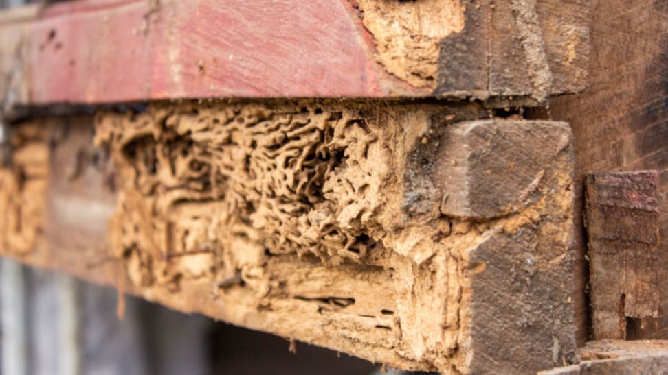 Wood that has been eating by termites.