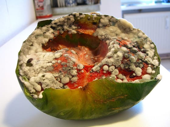 moldy watermelon medium.jpg