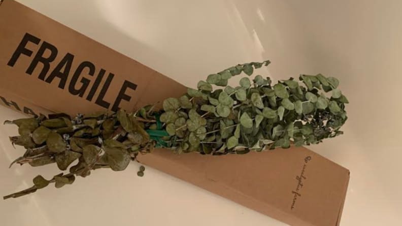 Eucalyptus Delivery