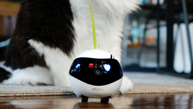 Ebo air robot next to a cat