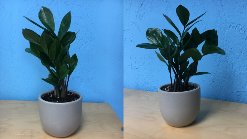 Left: A green ZZ plant in front off a blue wall; right: the same plant three months later, slightly larger.