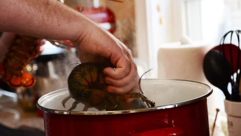 A person is gently lowering a lobster with its head first into a large red stock pot.