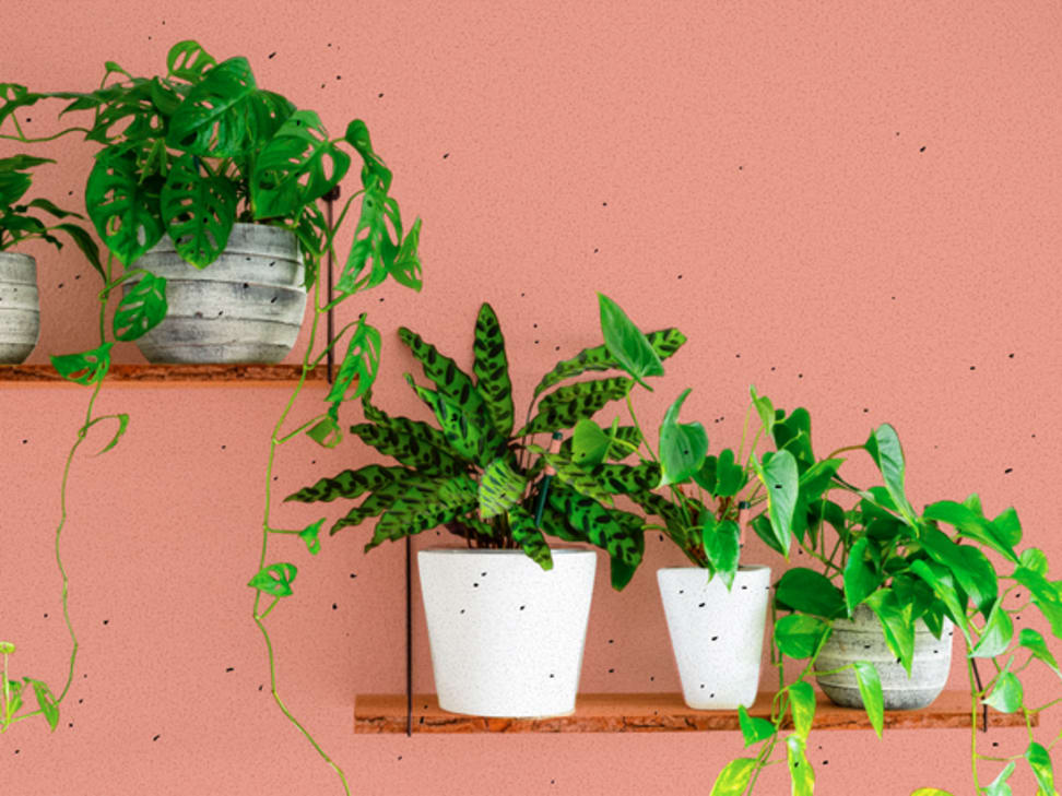 The easy way to get rid of Fungus Gnats on indoor plants (once and
