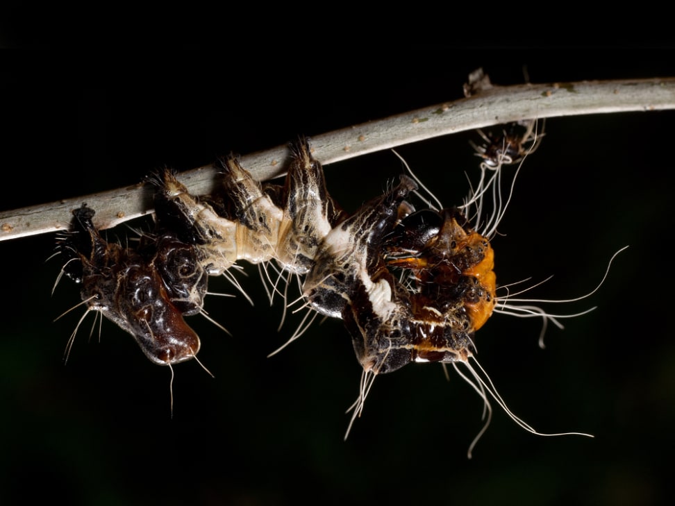 Shoot First An Interview With Wildlife Photographer Clay Bolt