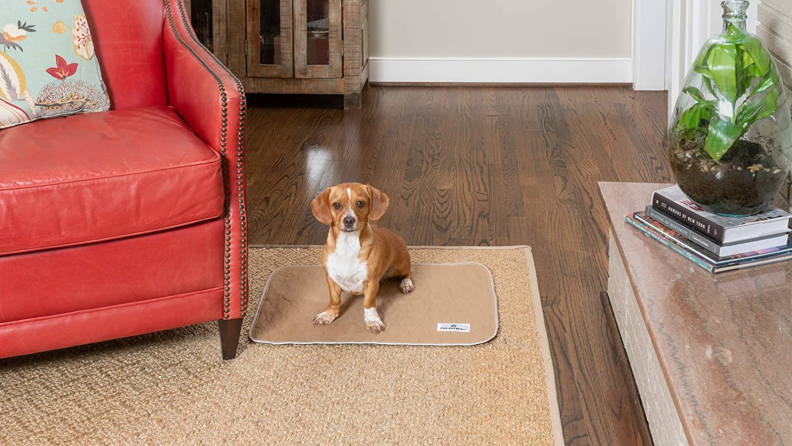 Dog on a reusable pee pad