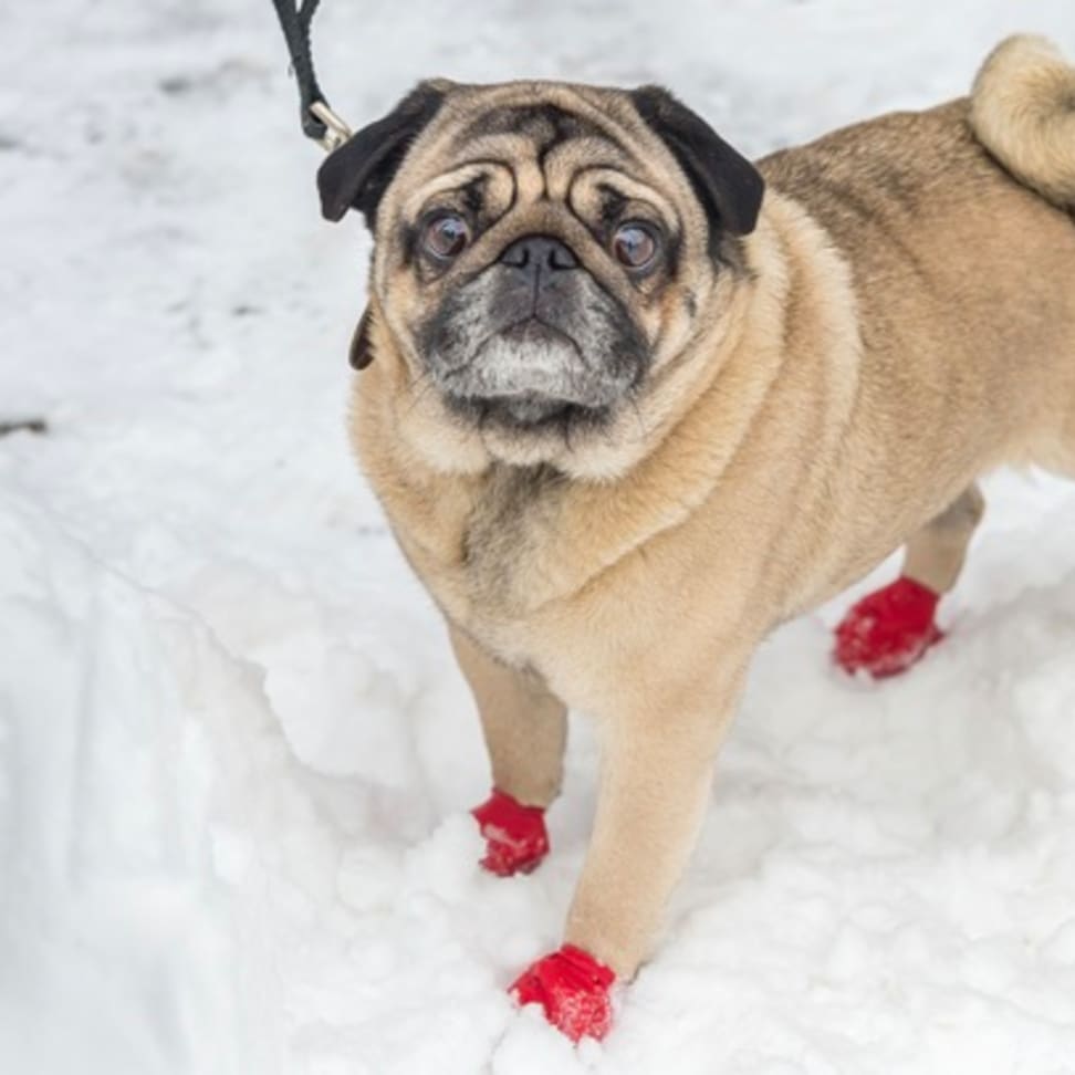 Pet Shoes & Booties -  Canada