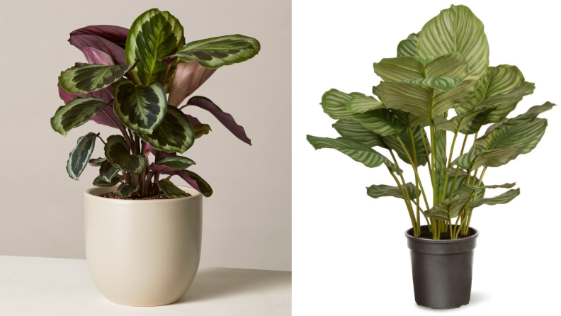 Calathea