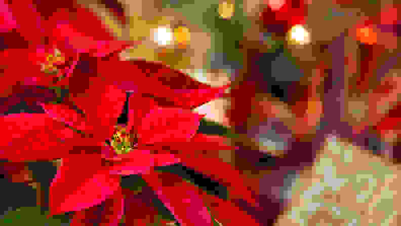 Beautiful red Poinsettia (Euphorbia pulcherrima), Christmas Star flower. Festive red and golden holiday background with Christmas decorations and presents, one of the most toxic plants for cats and dogs.