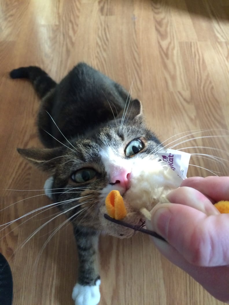 10 Pet Toys Our Editors Cats And Dogs Love Most Reviewed Home