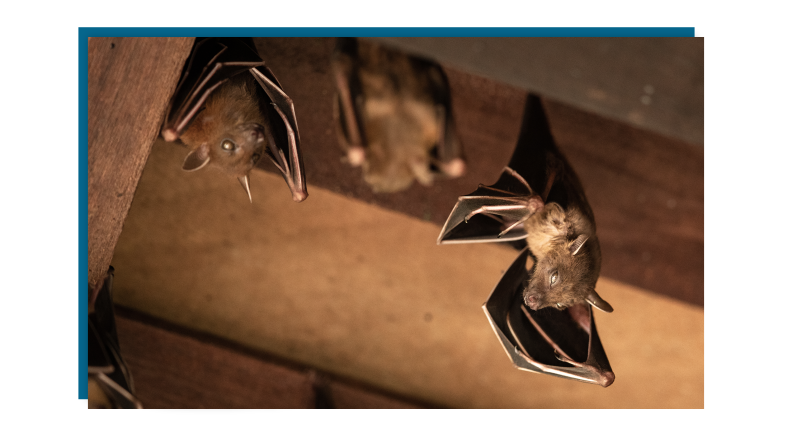 A swarm of bats hanging from the ceiling.