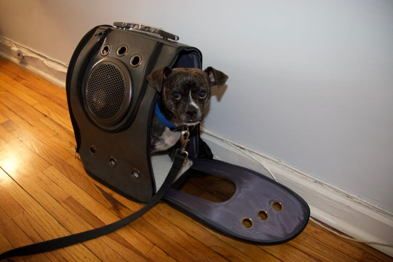 A dog pokes their head out of the Texsens Bubble Backpack as it sits on a wood floor