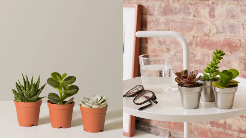 On left, three potted succulent plants lined up next to each other. On right, three potted succulent plants sitting on bedside table next to glass of water and pair of eyeglasses.